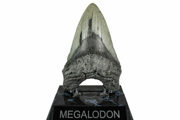 Fossil Megalodon Tooth - North Carolina #355848